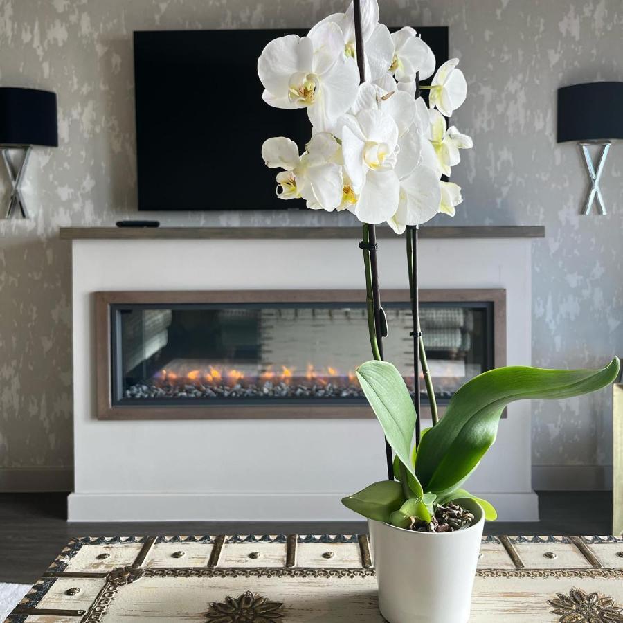 Boulevard Hotel Μπλάκπουλ Εξωτερικό φωτογραφία A white orchid in a living room